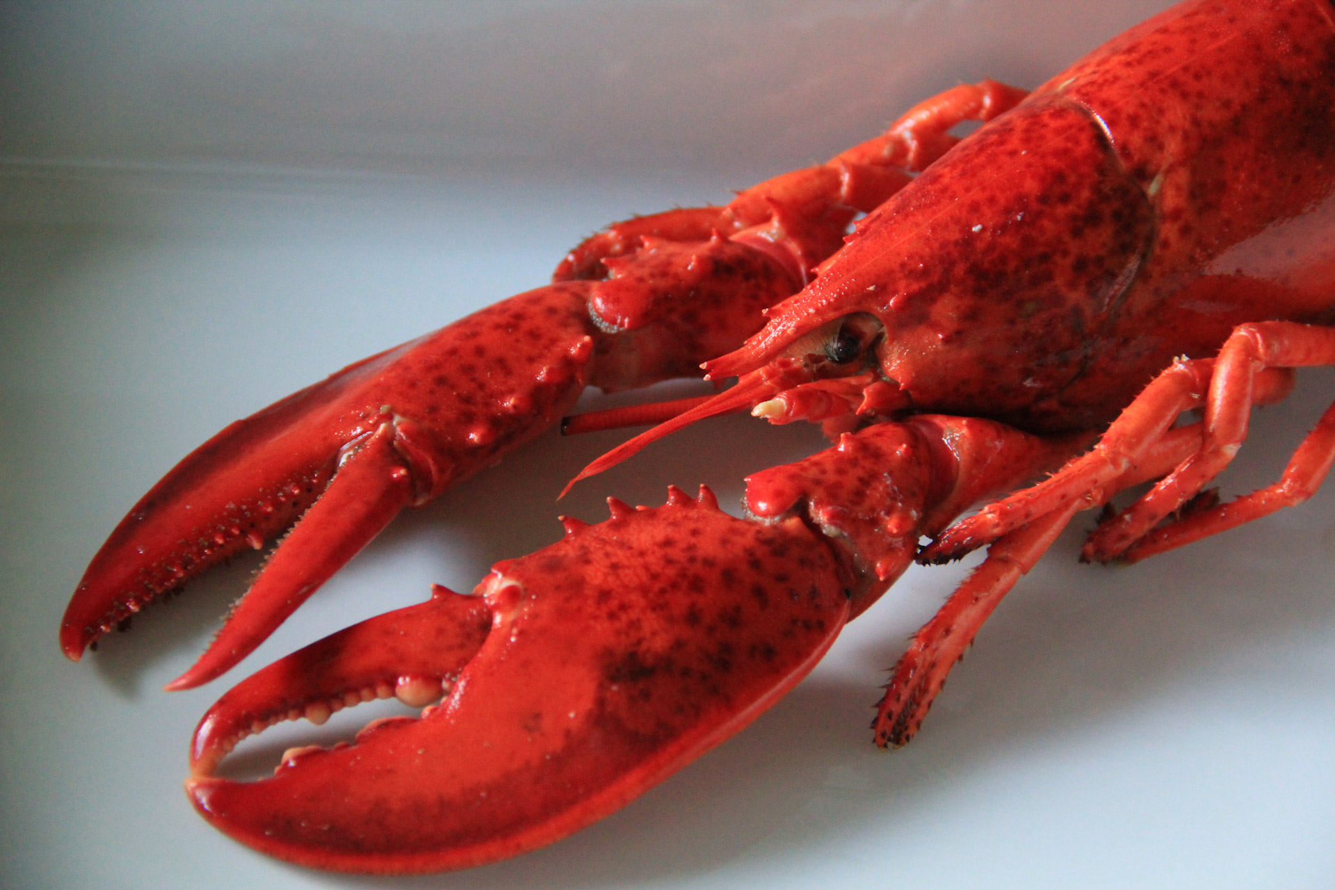 Receta francesa de bisque de bogavante (bisque de homard) BASTAPASTA